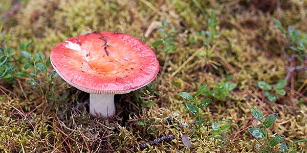 Грибы подальше