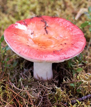 Гриб поближе